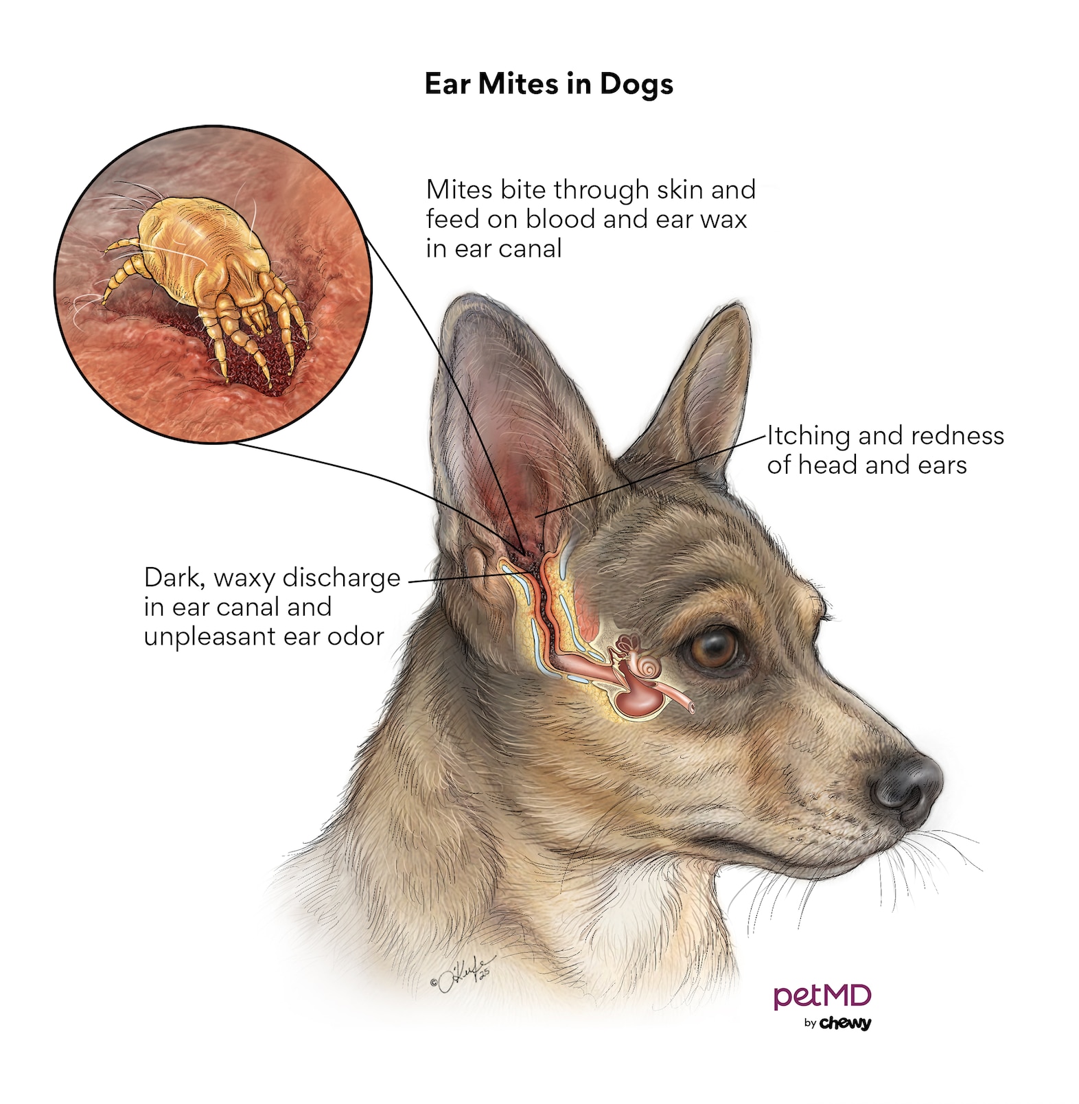 ear mites in dogs; a diagram with a dog that has mites within his ear. 